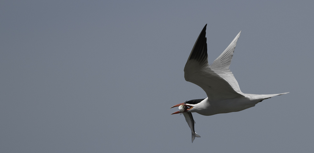 Caspian Tern